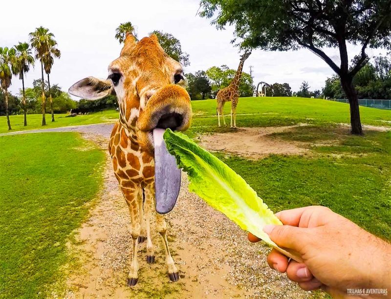 Incrível experiência no safari do Busch Gardens Tampa