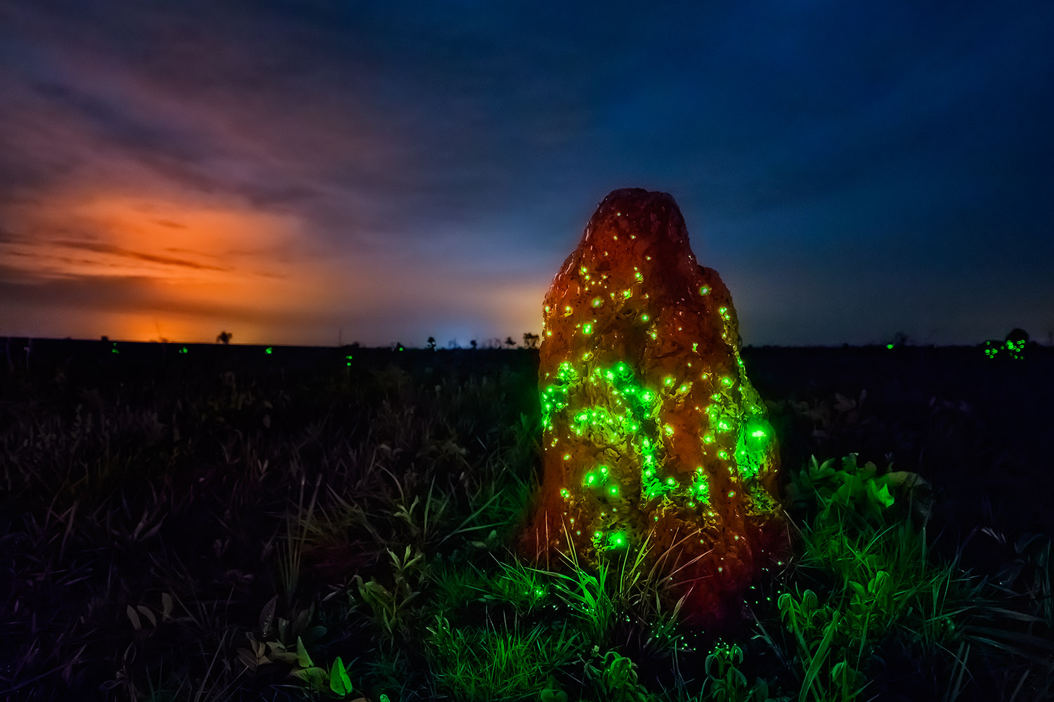 Fenômeno Da Bioluminescência No Parque Nacional Das Emas Go Foto Ary Bassous Viagens 2789