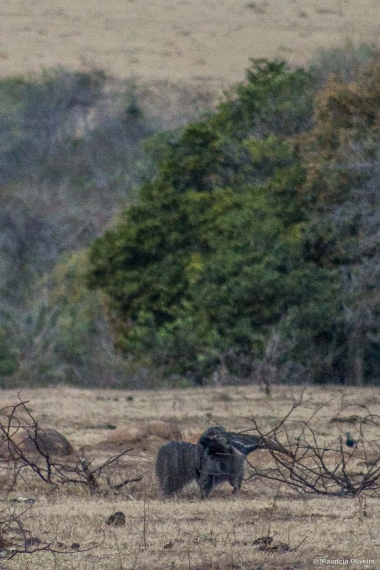 Parque Nacional Das Emas Go 33 Viagens Possíveis 3056